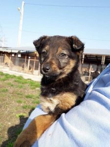 O nouă ediție a Târgului de adopții de câini la Piatra Neamț, ZCH NEWS - sursa ta de informații
