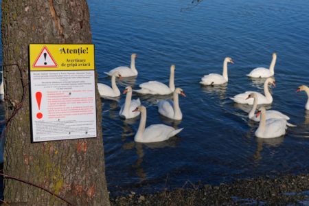 Focar de gripă aviară în Piatra-Neamţ: zeci de lebede moarte. Restricţii şi interdicţii, ZCH NEWS - sursa ta de informații