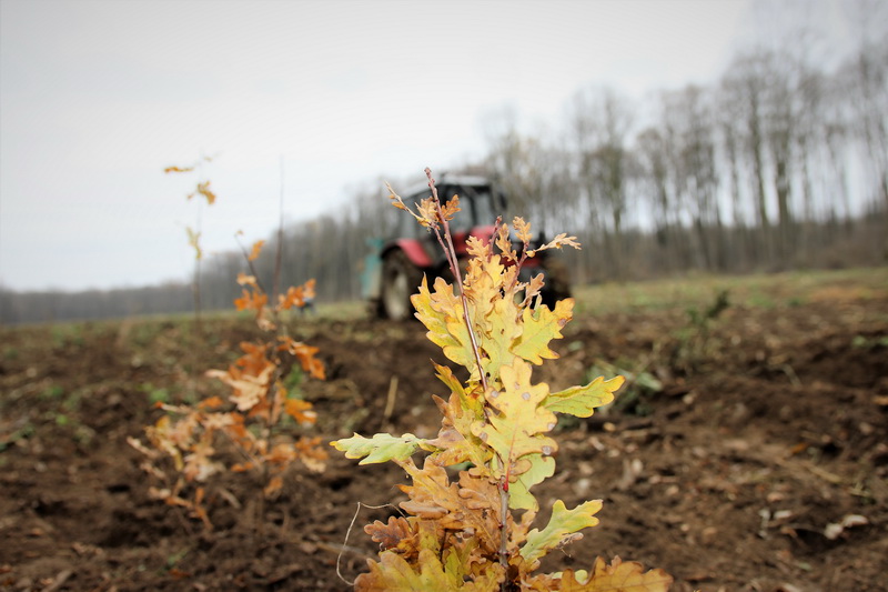 Romsilva, a doua campanie de împăduriri din acest an, ZCH NEWS - sursa ta de informații