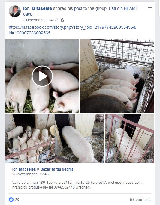 Târgul de porci de pe Facebook lasă rece DSVSA Neamț, ZCH NEWS - sursa ta de informații