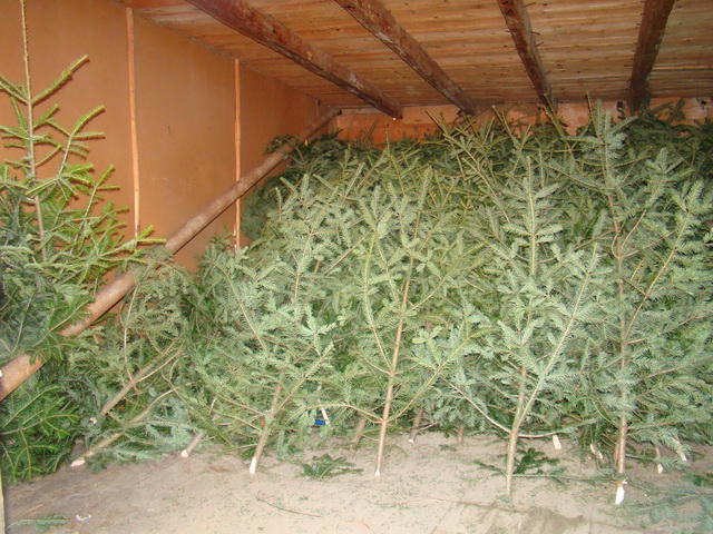 Amenzi de peste 6.000 de lei pentru lemne de foc şi pomi de Crăciun cumpăraţi ilegal, ZCH NEWS - sursa ta de informații
