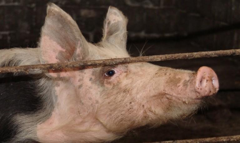 Porci salvați de pompieri după ce au căzut într-un beci