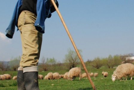 Răfuială între ciobani, ZCH NEWS - sursa ta de informații