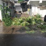 FOTO: Copac căzut peste 3 mașini, în municipiul Piatra Neamț, ZCH NEWS - sursa ta de informații