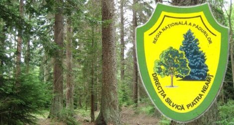 Direcția Silvică Neamț: licitație pentru vânzarea de lemn fasonat, ZCH NEWS - sursa ta de informații
