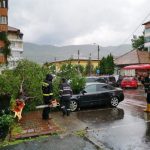 FOTO: Copac căzut peste 3 mașini, în municipiul Piatra Neamț, ZCH NEWS - sursa ta de informații