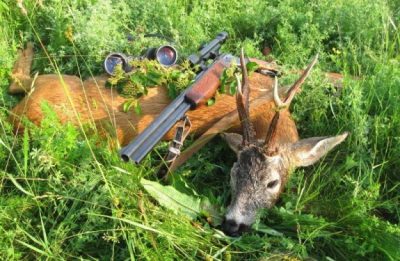 Percheziții: Trofee de mistreț și căprior, o armă sportivă, lunete, cartușe de vânătoare găsite la Bârgăuani, ZCH NEWS - sursa ta de informații