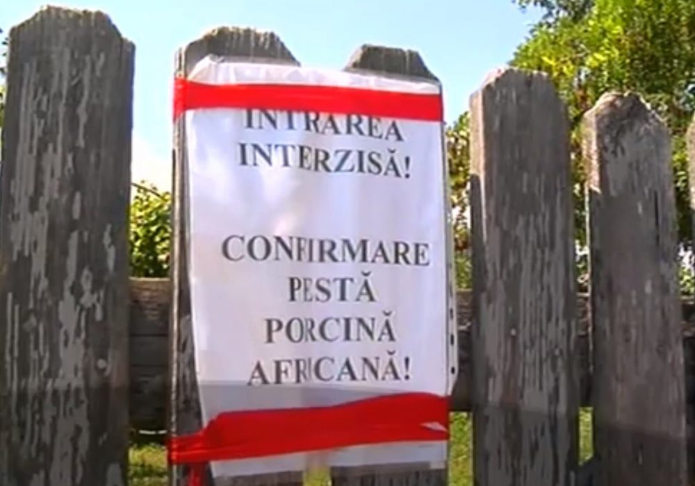 Noi focare de pestă porcină africană în județele Neamț și Iași, ZCH NEWS - sursa ta de informații