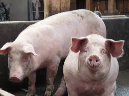 Măsuri drastice în 13 localități din Neamț, pentru protejarea de pesta porcină africană din județul Iași, ZCH NEWS - sursa ta de informații