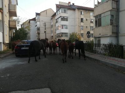 VIDEO/FOTO: 9 cai liberi prin centrul municipiului Piatra Neamț, ZCH NEWS - sursa ta de informații