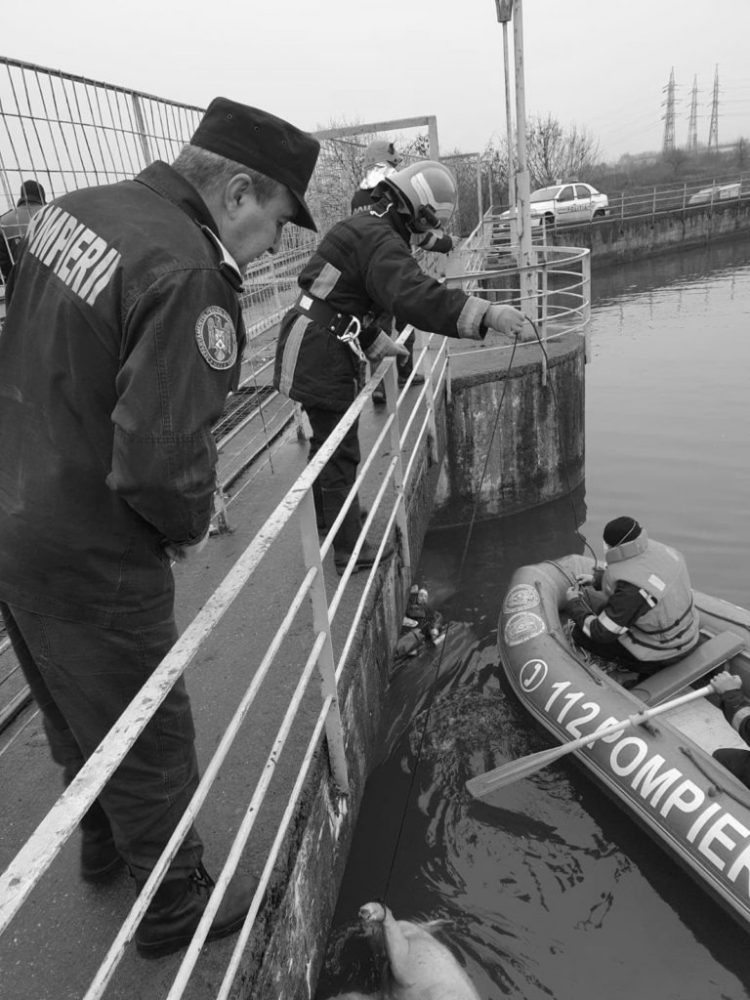 Șase porci morți plutesc pe Bistrița