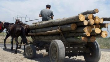 Administratorul unui depozit de lemne, reținut pentru delapidare