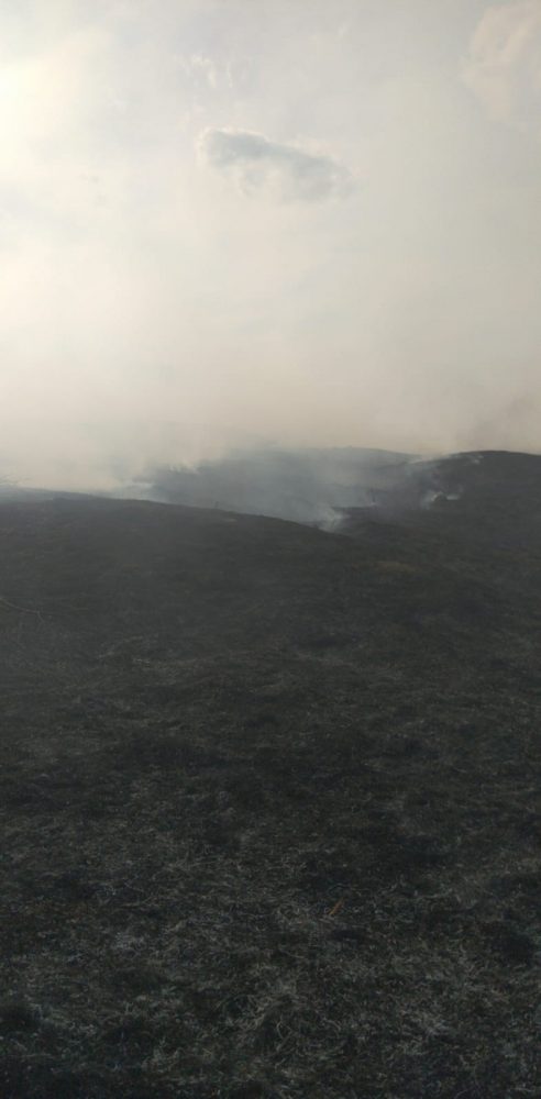 FOTO: Petricani &#8211; S-au „ars” de subvenții, incendiu întins pe 50 hectare, ZCH NEWS - sursa ta de informații