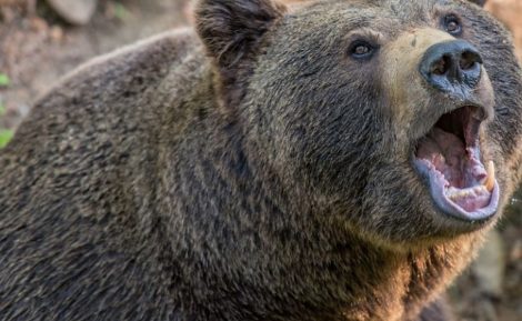 Urs semnalat în comuna Bicaz Chei, ZCH NEWS - sursa ta de informații
