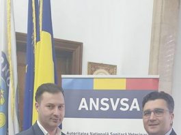 ANSVSA nu interzice și nu limitează creșterea porcinelor în gospodăriile populației