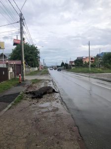 Cal omorât de o mașină pe strada  Fermelor din Piatra-Neamț, ZCH NEWS - sursa ta de informații