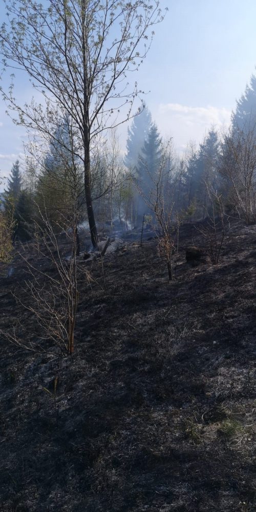 Arde vegetația pe 50 de hectare, intervenție maraton de aproape 18 ore în pădurea de la Borca, ZCH NEWS - sursa ta de informații