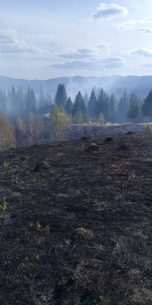Arde vegetația pe 50 de hectare, intervenție maraton de aproape 18 ore în pădurea de la Borca, ZCH NEWS - sursa ta de informații