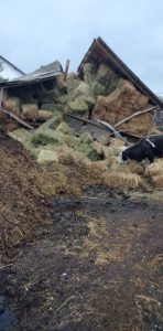 Un grajd supraîncărcat cu baloți de paie s-a prăbușit peste 20 de vite, ZCH NEWS - sursa ta de informații