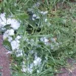 VIDEO/FOTO: Grindina cât oul de prepeliță a distrus grădinile în mai multe zone din Neamț, ZCH NEWS - sursa ta de informații