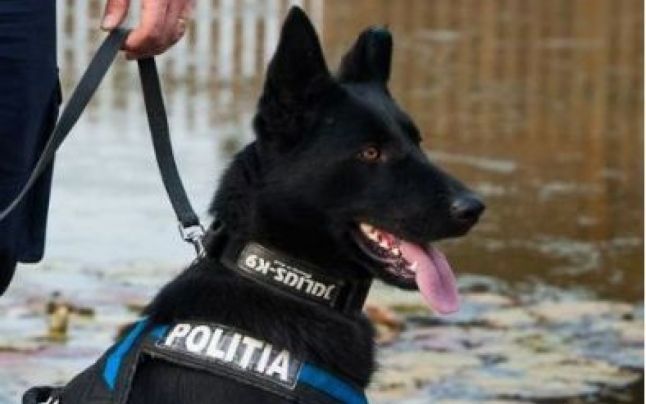 Hoț dovedit de câinele polițist, ZCH NEWS - sursa ta de informații