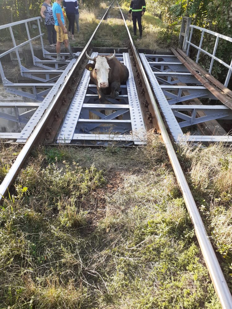O vacă a rămas blocată pe calea ferată, ZCH NEWS - sursa ta de informații
