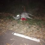 Galerie FOTO: Cal în agonie, după ce o căruță a fost spulberată de o mașină, ZCH NEWS - sursa ta de informații