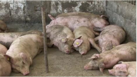 Sfaturi de la DSVSA împotriva pestei porcine, ZCH NEWS - sursa ta de informații
