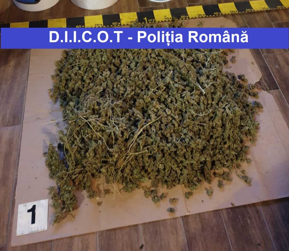 Mega-percheziții DIICOT: 4 persoane propuse pentru arestare, circa 22 kg cannabis confiscate în Neamț, ZCH NEWS - sursa ta de informații