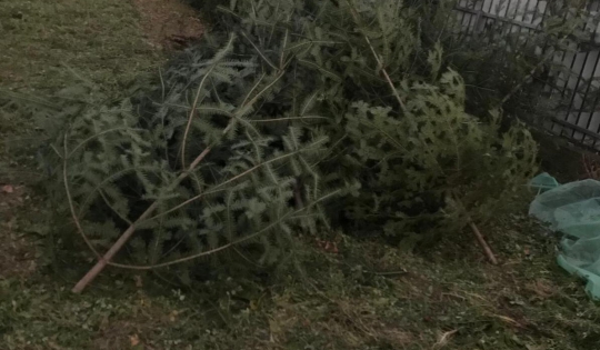 59 de brăduți confiscați din curtea unui bărbat din Cândești