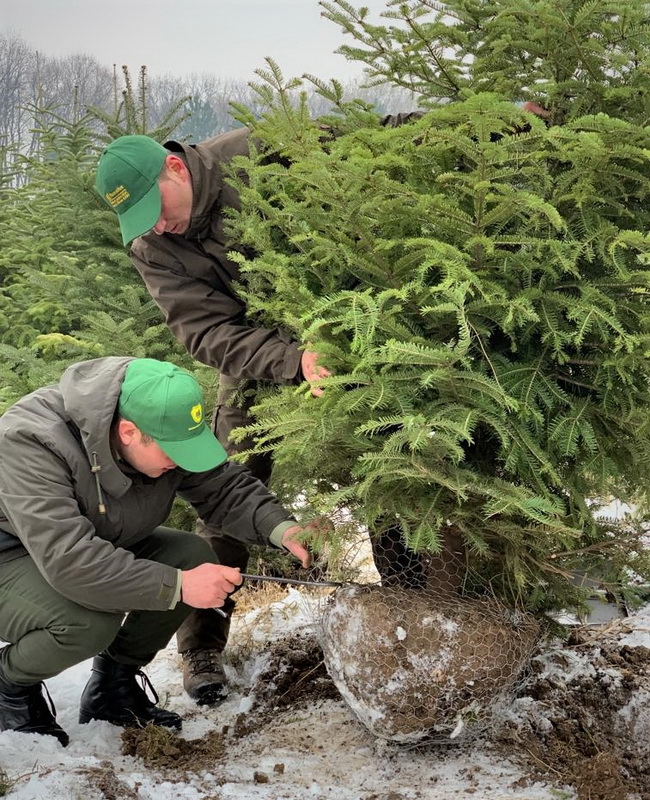 Romsilva oferă la vânzare peste 40.000 de pomi de Crăciun, ZCH NEWS - sursa ta de informații