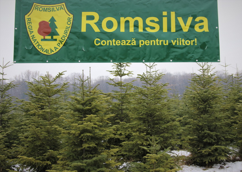 Romsilva oferă la vânzare peste 40.000 de pomi de Crăciun, ZCH NEWS - sursa ta de informații