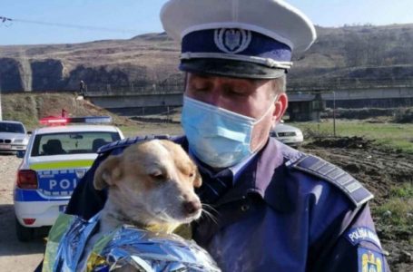 20 de medici veterinari s-au înscris pentru posturile de la Poliția animalelor, ZCH NEWS - sursa ta de informații