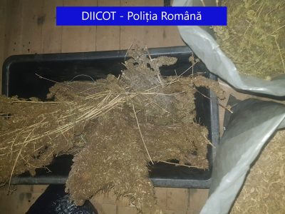 Închisoare pentru un cultivator de droguri: anchetatorii au confiscat peste 30 kilograme de canabis