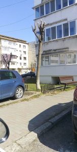 Toaletare agresivă a copacilor în Piatra-Neamţ, „făcută pentru siguranța cetățeanului”, ZCH NEWS - sursa ta de informații