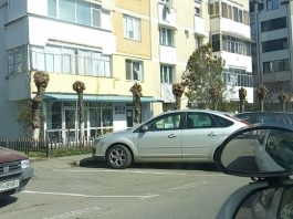 Toaletare agresivă a copacilor în Piatra-Neamţ, „făcută pentru siguranța cetățeanului”