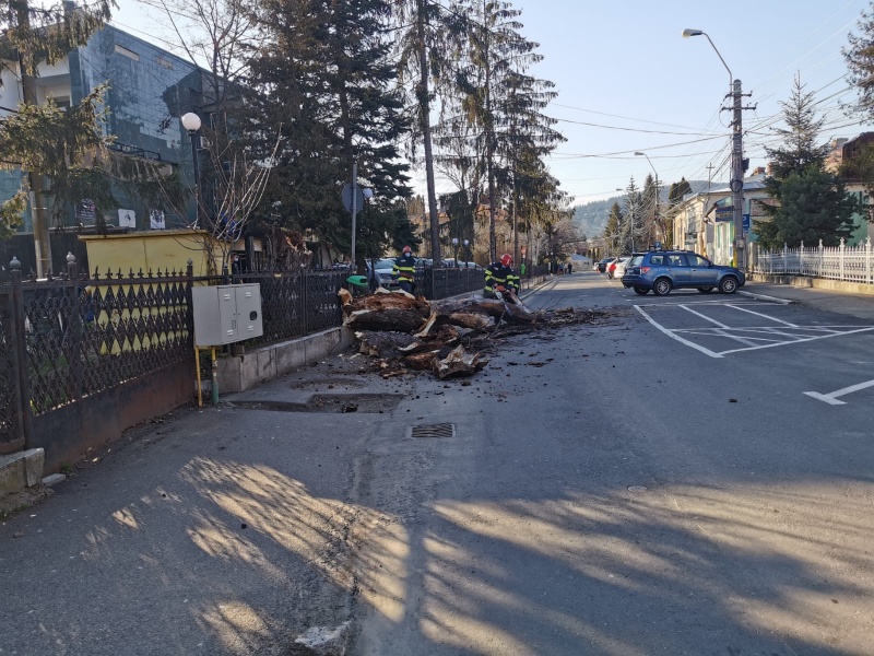 Copac căzut pe șoșea în zona Colegiului Național Calistrat Hogaș din Piatra Neamț