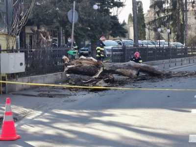 Copac căzut pe șoșea în zona Colegiului Național Calistrat Hogaș din Piatra Neamț, ZCH NEWS - sursa ta de informații