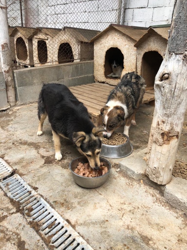 Vizită surpriză a polițiștilor la adăpostul de câini din Piatra Neamț, ZCH NEWS - sursa ta de informații