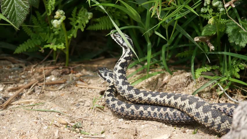 Prima victimă din acest an a viperelor – o femeie din Bicaz Chei