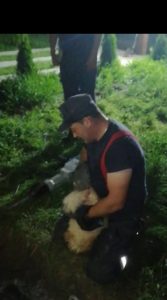 Cățel salvat din fosa septică la Cordun, ZCH NEWS - sursa ta de informații