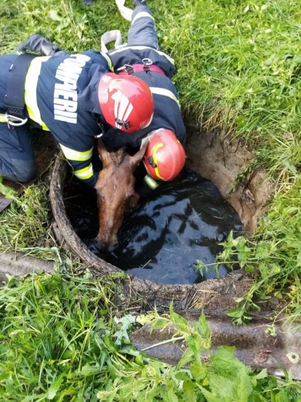 Cal salvat de pompieri dintr-un puţ plin cu apă, ZCH NEWS - sursa ta de informații