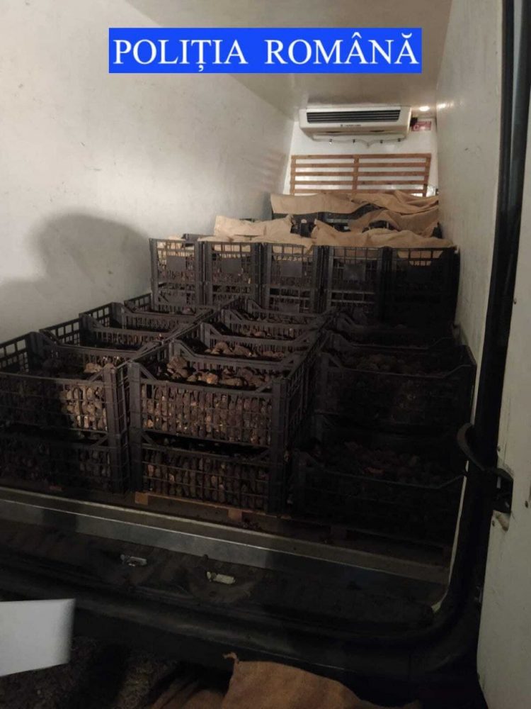 Video. Italian prins cu trufe în valoare de 600.000 de lei