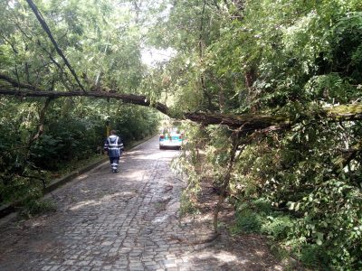 Rezumatul efectelor furtunilor în Neamț de joi: copaci prăbuşiţi, curţi şi beciuri inundate, dig rupt la un iaz din Bălănești, ZCH NEWS - sursa ta de informații