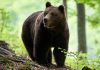 De mâine, intră în vigoare legea urșilor: pot fi împușcați 103 în regiunea de Nord -Est, record de 410 exemplare în regiunea Centru