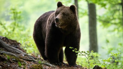 Urs semnalat din nou în zona Izvorul Muntelui, ZCH NEWS - sursa ta de informații