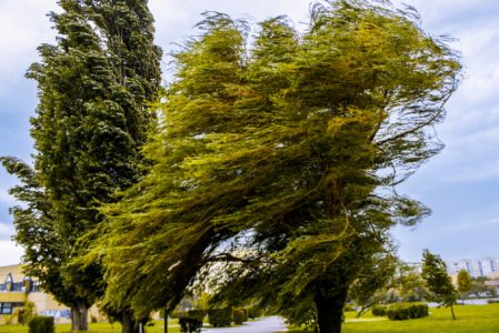 Ravagiile vântului: copac căzut peste firele de curent electric, ZCH NEWS - sursa ta de informații