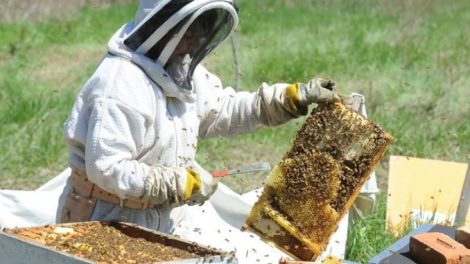Un apicultor din Trifeşti a pierdut 27 de stupi într-un incendiu, ZCH NEWS - sursa ta de informații