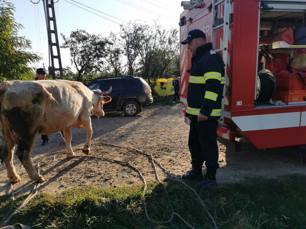 Vacă scoasă dintr-un canal cu apă după o intervenție de o oră, ZCH NEWS - sursa ta de informații