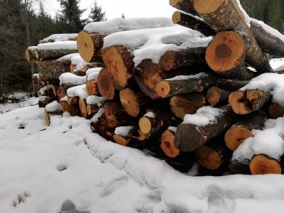 Peste 200 mc lemn confiscat și 3 percheziții în &#8222;Scutul Pădurii&#8221;, ZCH NEWS - sursa ta de informații